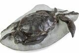 Gorgeous Fossil Crab (Pulalius) - Washington State #375372-2